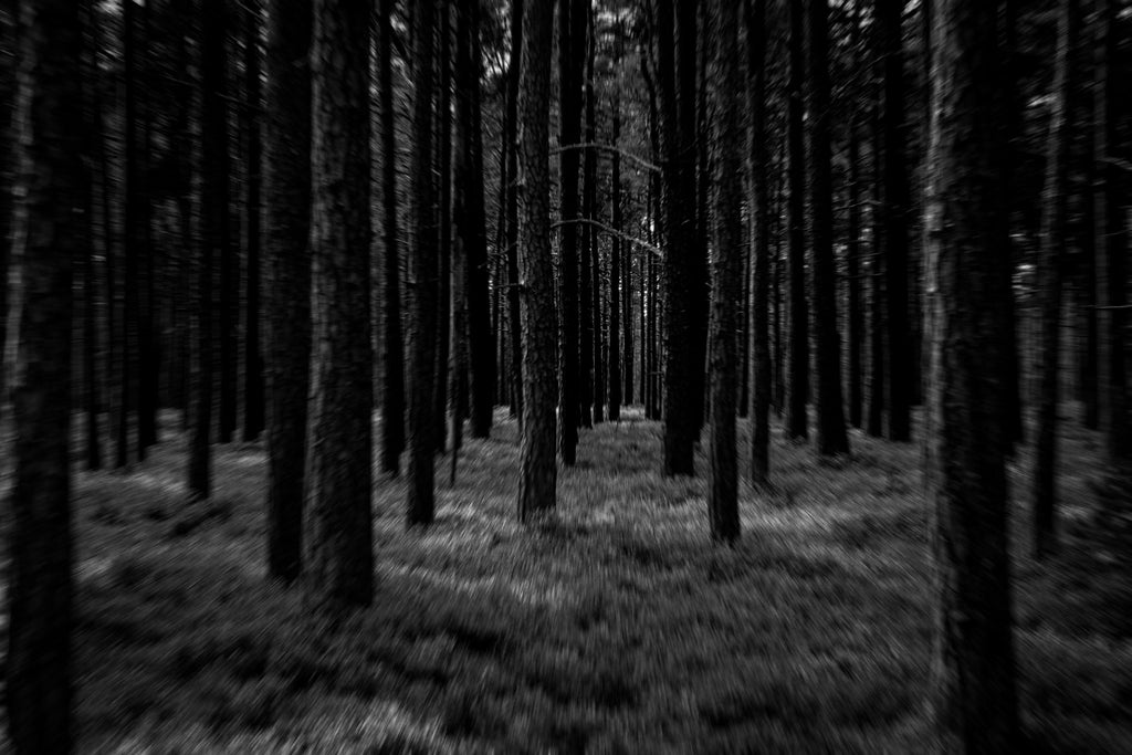 Dark forest Image made and created for Cold River Body Arts.